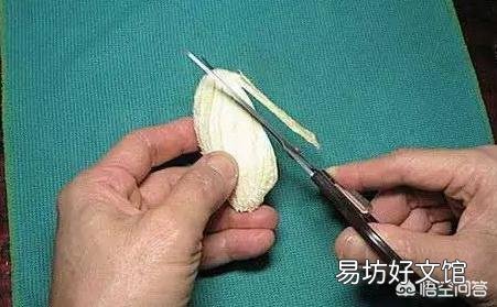 芒果核怎么让它发芽然后种植?