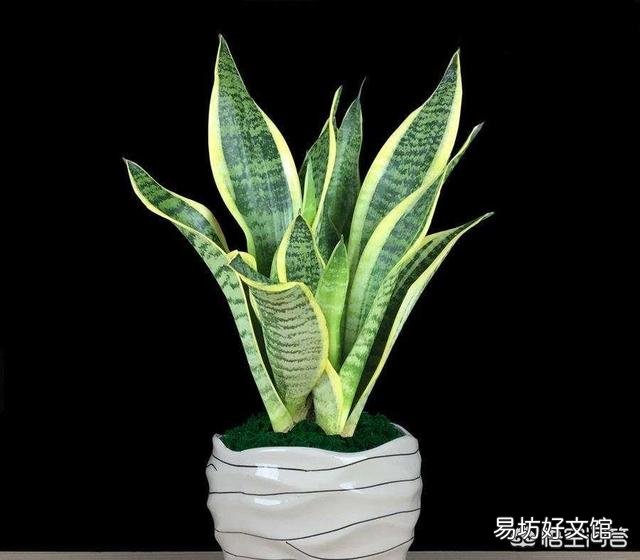 想给虎皮兰换盆,现在这个季节合适吗?