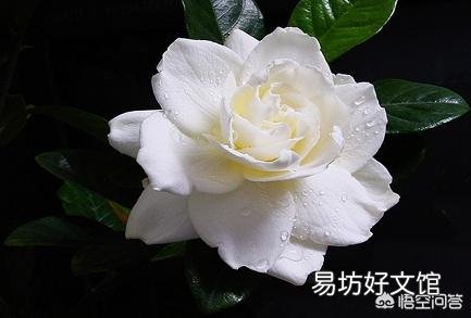 栀子花叶子上面有黄色的虫是怎么回事?