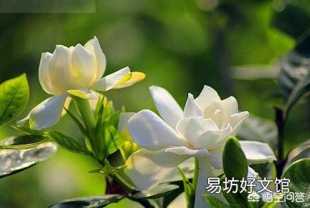 栀子花叶子上面有黄色的虫是怎么回事?