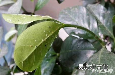 栀子花叶子上面有黄色的虫是怎么回事?