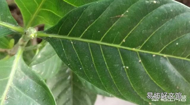 栀子花叶子上面有黄色的虫是怎么回事?