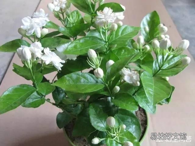 茉莉花只长叶子不开花,应该施什么肥改善现状?如何修剪更利于花的生长?