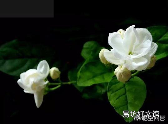 茉莉花只长叶子不开花,应该施什么肥改善现状?如何修剪更利于花的生长?