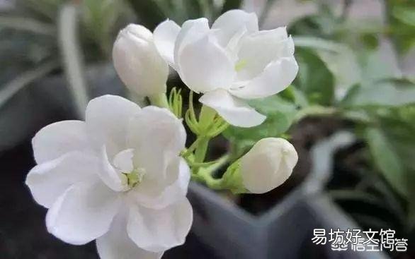 茉莉花只长叶子不开花,应该施什么肥改善现状?如何修剪更利于花的生长?