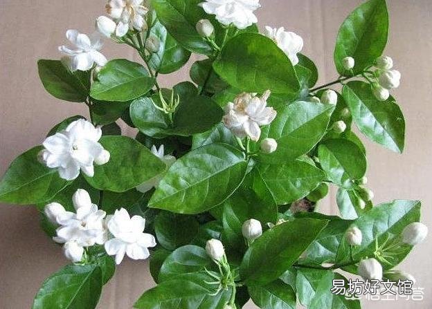 茉莉花只长叶子不开花,应该施什么肥改善现状?如何修剪更利于花的生长?