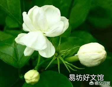 茉莉花只长叶子不开花,应该施什么肥改善现状?如何修剪更利于花的生长?