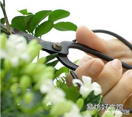 茉莉花只长叶子不开花,应该施什么肥改善现状?如何修剪更利于花的生长?