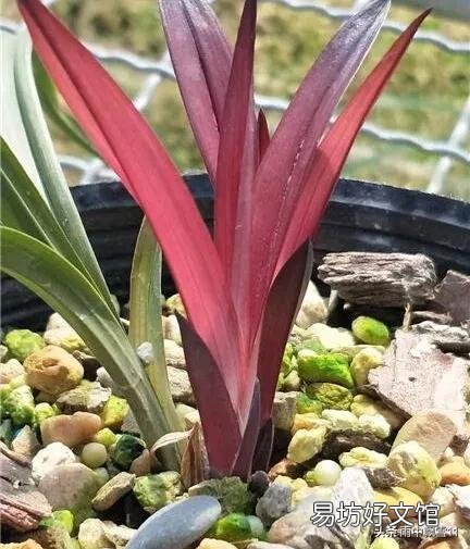 兰花不开花是什么原因?