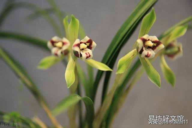 兰花不开花是什么原因?
