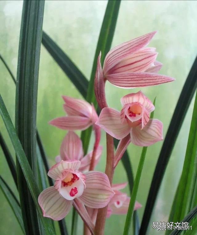 兰花不开花是什么原因?