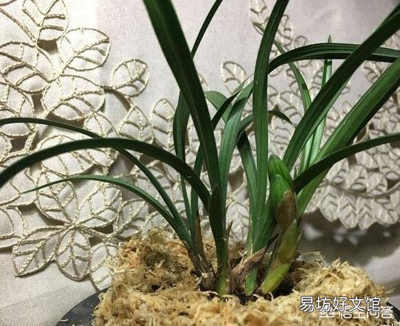 兰花不开花是什么原因?