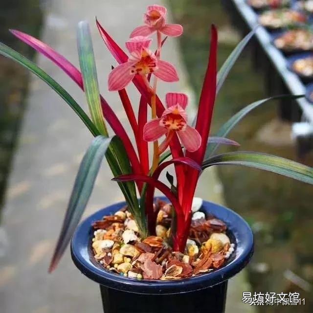 兰花不开花是什么原因?