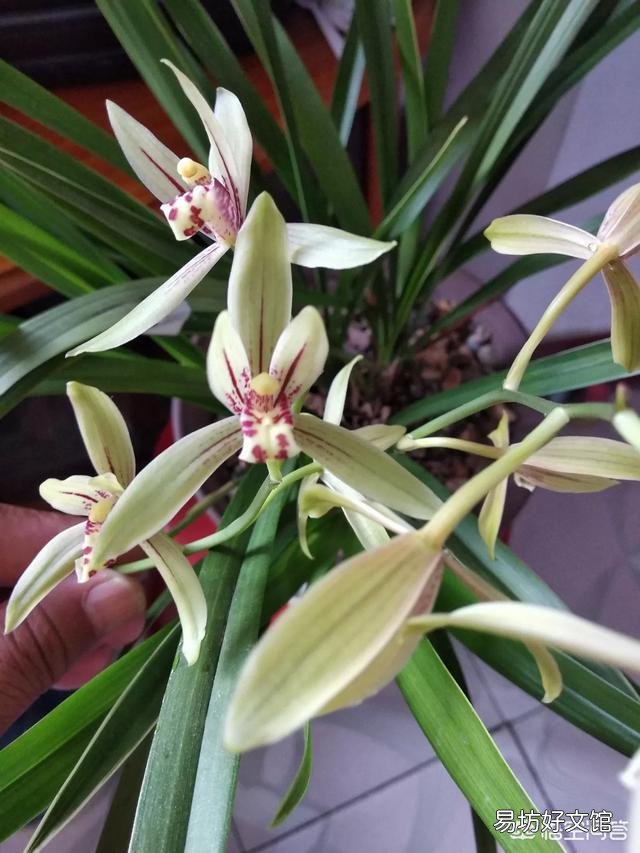 兰花不开花是什么原因?