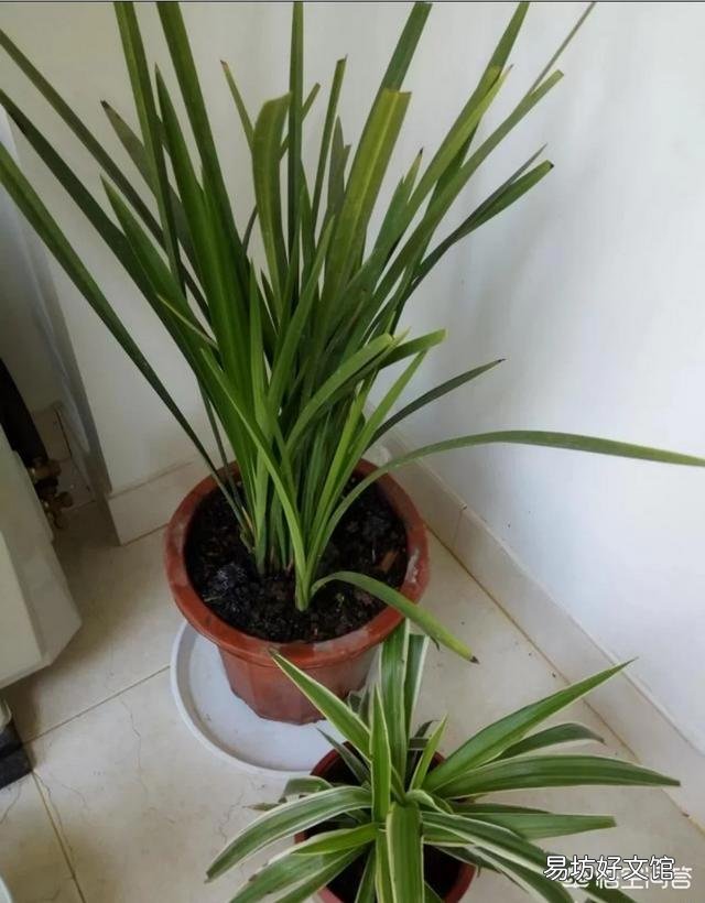 兰花不开花是什么原因?