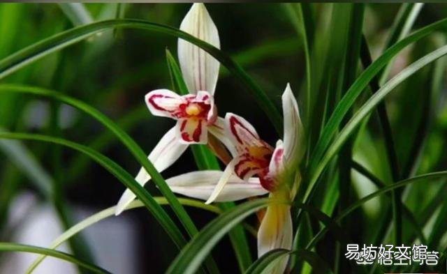 兰花不开花是什么原因?
