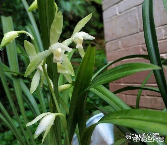 兰花不开花是什么原因?