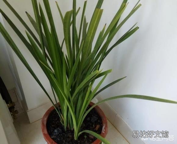 兰花不开花是什么原因?
