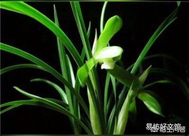 兰花不开花是什么原因?