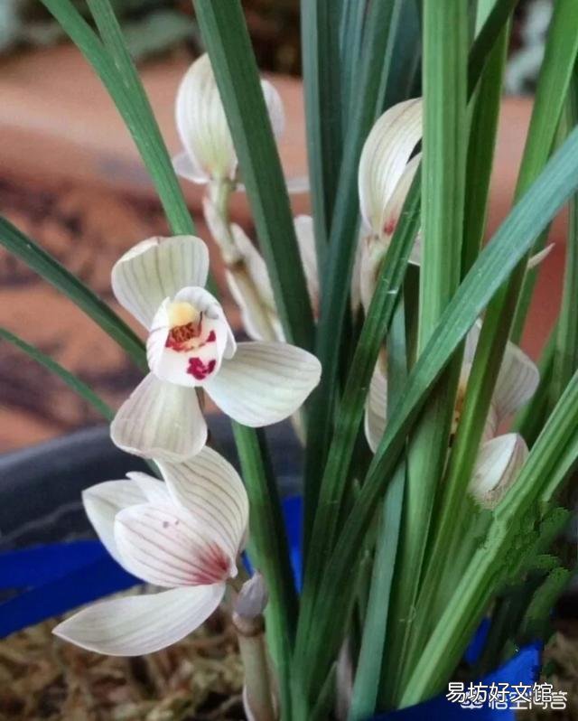 兰花不开花是什么原因?