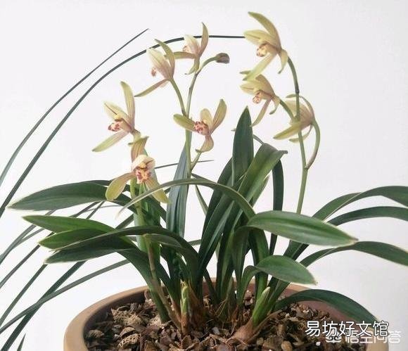 兰花不开花是什么原因?