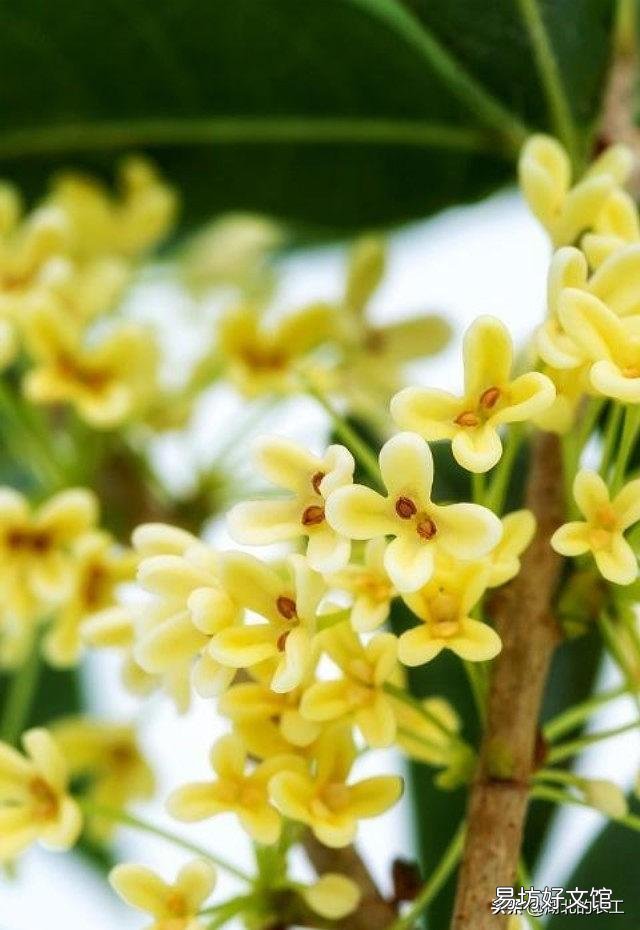 桂花树的种子该如何收藏?