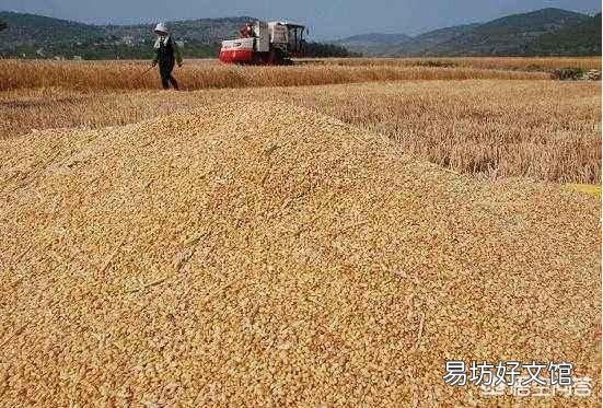2018年小麦粮食减产,为什么价钱反而下跌了?