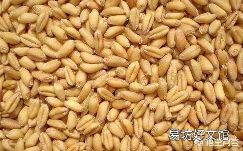 2018年小麦粮食减产,为什么价钱反而下跌了?