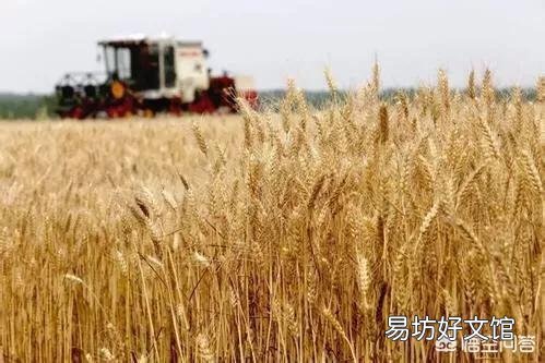 2018年小麦粮食减产,为什么价钱反而下跌了?