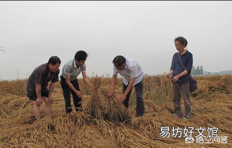 2018年小麦粮食减产,为什么价钱反而下跌了?