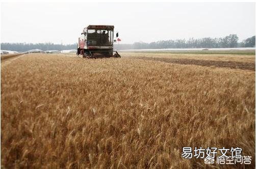 2018年小麦粮食减产,为什么价钱反而下跌了?