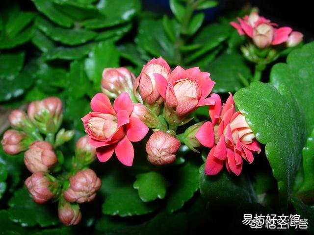 长寿花的叶子长了红点，是什么原因？