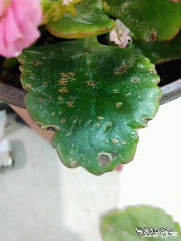 长寿花的叶子长了红点，是什么原因？