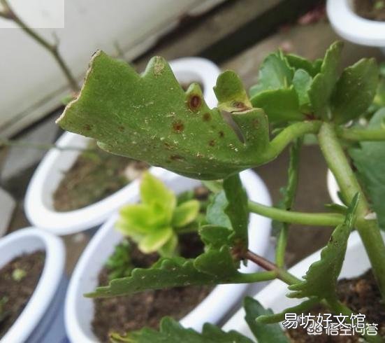 长寿花的叶子长了红点，是什么原因？