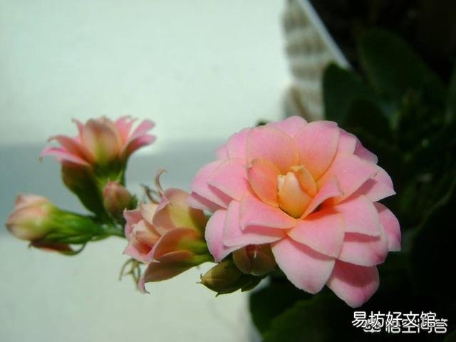 长寿花的叶子长了红点，是什么原因？