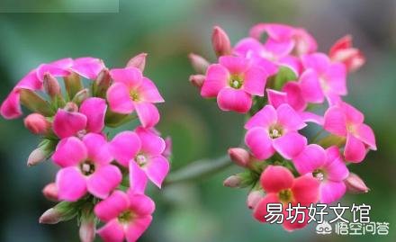长寿花的叶子长了红点，是什么原因？