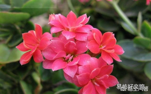 长寿花的叶子长了红点，是什么原因？