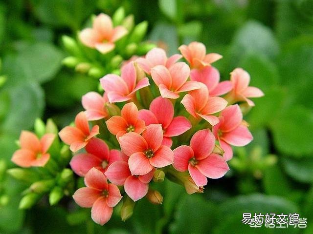 长寿花的叶子长了红点，是什么原因？