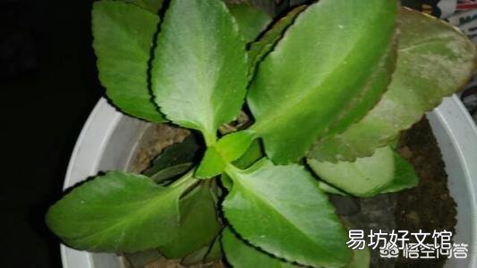 长寿花的叶子长了红点，是什么原因？