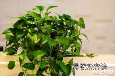什么花适合新手在北方室内养殖?