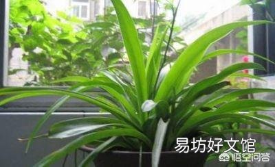 什么花适合新手在北方室内养殖?