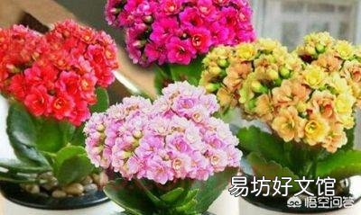 什么花适合新手在北方室内养殖?