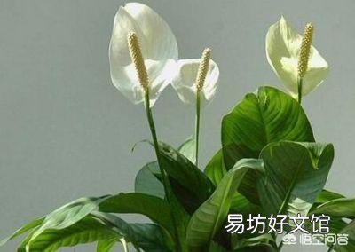 什么花适合新手在北方室内养殖?