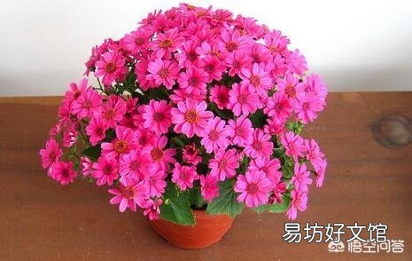 什么花适合新手在北方室内养殖?