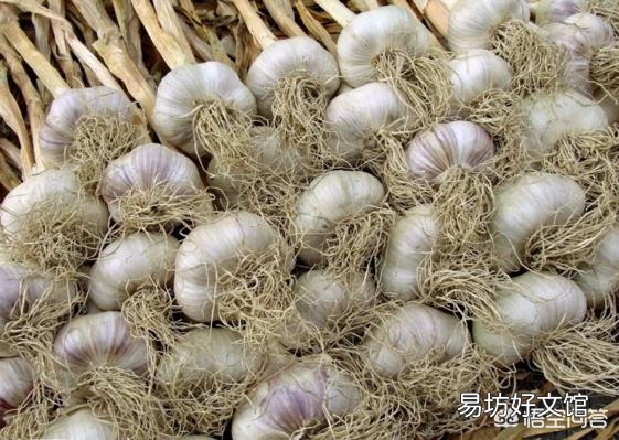 大蒜价格创十年新低，蒜农该如何选择？