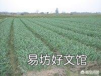 大蒜价格创十年新低，蒜农该如何选择？
