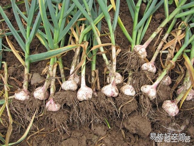 大蒜价格创十年新低，蒜农该如何选择？
