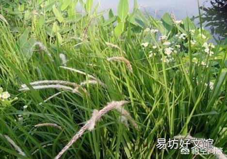 草甘膦和草铵膦是不是一个成份,这两种农药哪个对作物危害大?