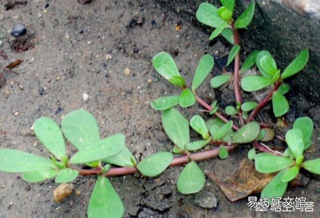 草甘膦和草铵膦是不是一个成份,这两种农药哪个对作物危害大?