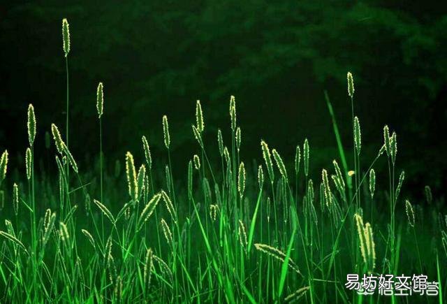 草甘膦和草铵膦是不是一个成份,这两种农药哪个对作物危害大?